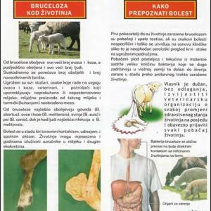 bruceloza_2_original